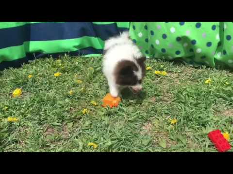 Woody-chocolate parti pomeranian