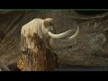 Permafrost unearths mammoth remains in Siberia - 19 Oct 08