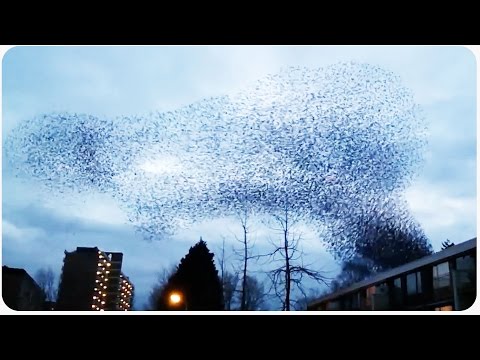 bird - Check out this AMAZING swarm of birds as they move together looking like a cloud of locusts. This flock of birds flies in unison to create some pretty amazing visuals. Original Link: https://www.yo...