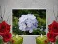 In Memory of the Gehring Children