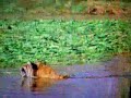 pablobatistaner exposed  his crocodile tiger vid is fake 