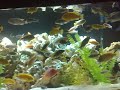african cichlids, mbuma, fish tank tons of fish