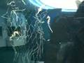 videos de SeaHorses