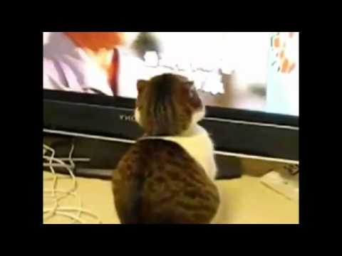 Cute video cats Cute video cats