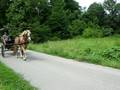 Halflinger Stallion Absolom