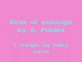 oiseaux de passage  birds of passage 