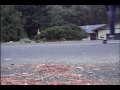 1 guy 4 kickflips