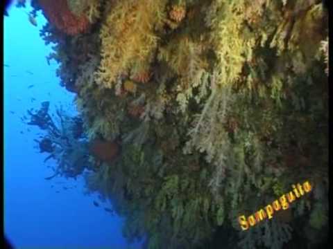 sampaguita tattoo. Sampaguita resort, Philippines, diving amp; fun