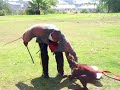 schutzhund,workingdogs ,, DOBERMANN, german,bark and hold