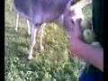 Kazka Con El Burro D Cienega D Gzz.2