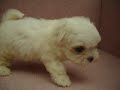 07/21???? Maltese -????-????