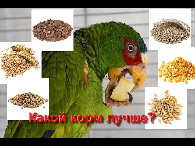 Корм для попугаев: какую зерносмесь выбрать? Пророщенное зерно ("пророщка") - как и зачем?