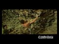 Dave Graham trying Ali Hulk (9a, 5.14d) Dave Graham trying Ali Hulk (9a, 5.14d)