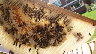 Last of the honey season winter is coming