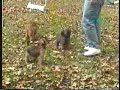 Janell Copas and 14 week old Brussels Griffon pups, Morgan and Shellie, play on a small Agility Course