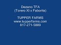 DEZANO TFA 2- PRE Imported colt for sale WWW.TUPPERFARMS.COM