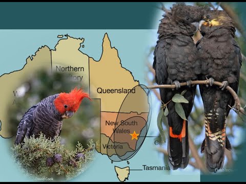 <p>How do we plan for species conservation considering climate change? A case study of cockatoos</p>
 video thumbnail