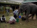 Elephants Do Not Grasp Causality Elephants Do Not Grasp Causality