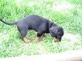 Dachshund Addison Poop Poo Puppy for Lisa