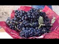 Vinos Juliana De La Rosa