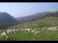 La cupa cupa (italian folk song)