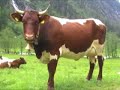 Pinzgauer Rinder im Habachtal / Bramberg
