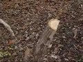 Huffman Trail Video Part 2