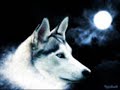 wolves
