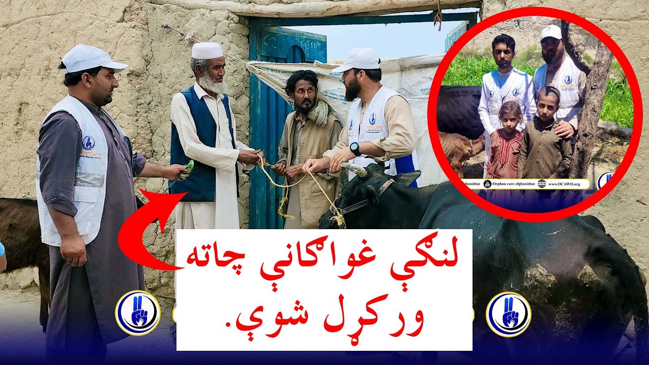 Third phase of milking cow distribution to orphan families in Nangarhar#afghanistan #help #cow #cash