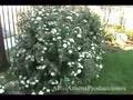 Jardinero Don Jose