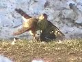 Sharp-shinned Hawk Killing Blue Jay