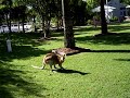 Kangaroo Movie
