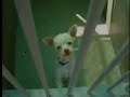 Puppy Mills: A Dogumentary