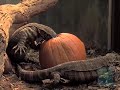 Lace Monitors Find A Halloweeen Treat In A Pumpkin At The Br