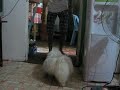 Click here to watch this video james bond dog skyfall
