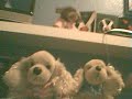The American Cockerspaniel Show