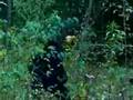 WORLD'S MOST SHOCKING BIGFOOT VIDEOS