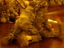Lague combatives