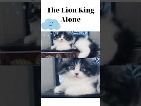 When Lion King Alone - Adorable kitten in here  - British Longhair Cat #shorts