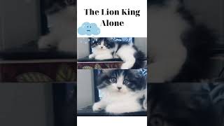 When Lion King Alone - Adorable kitten in here  - British Longhair Cat #shorts