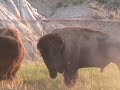Rutting Bison