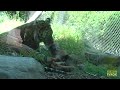 Tiger Cubs Out And About