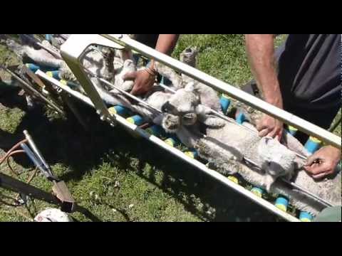 Lamb Marking Solution from Vetmarker image