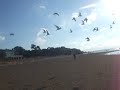 terry and the birds