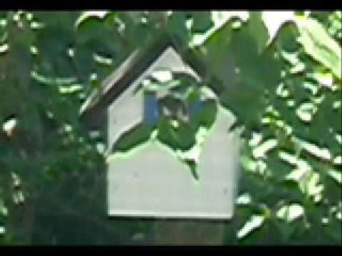 Video of Cozy Inn Antique