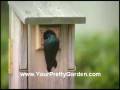 Birdman Mel Attracting Bluebirds