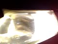 4300K vs 6000K xenon Alfa Romeo 146 Ti
