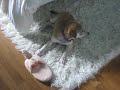 tanned-dog-part-3.html