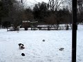 Who is herding who?