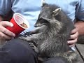 Feeding baby Raccoons